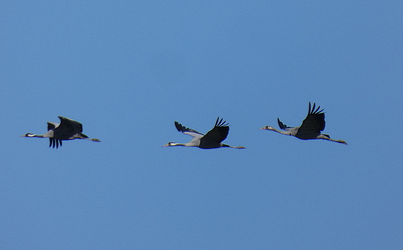 Žeriav popolavý - Grus grus (2)