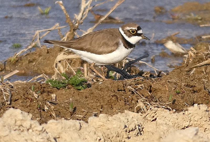 Kulik riečny - Charadrius dubius (3.)