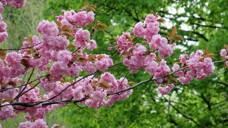 na jar park Bojnice