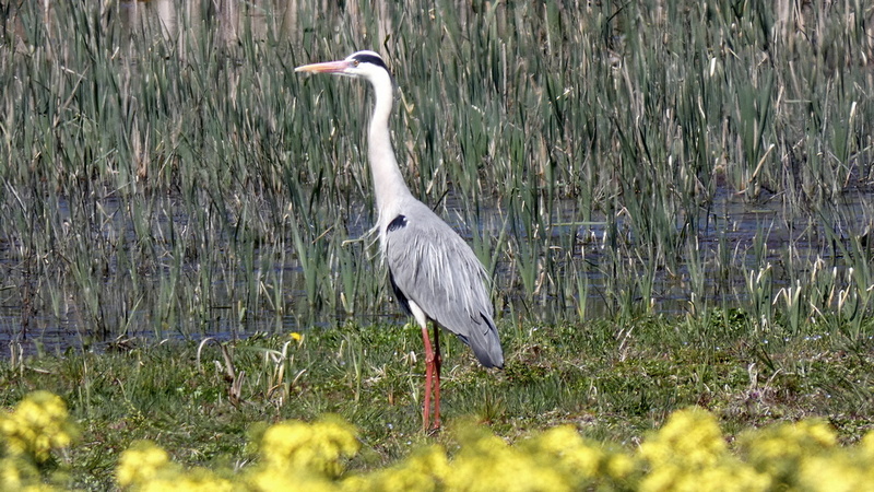 Volavka popolavá (1).