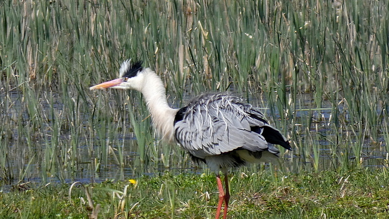Volavka popolavá - Ardea cinerea...