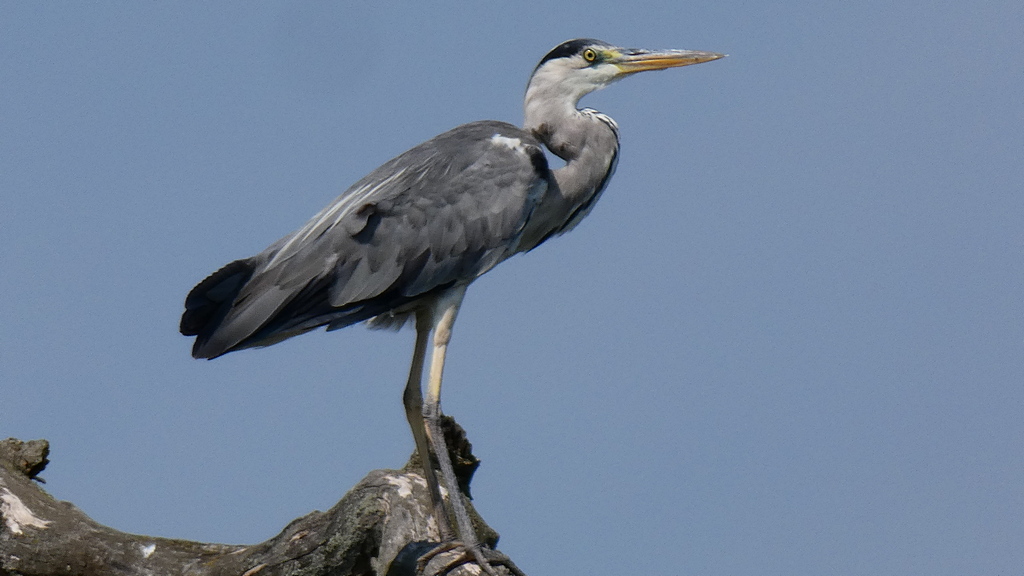Volavka - Ardea cinerea (3)