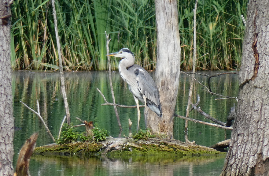 Volavka - Ardea cinerea (1)