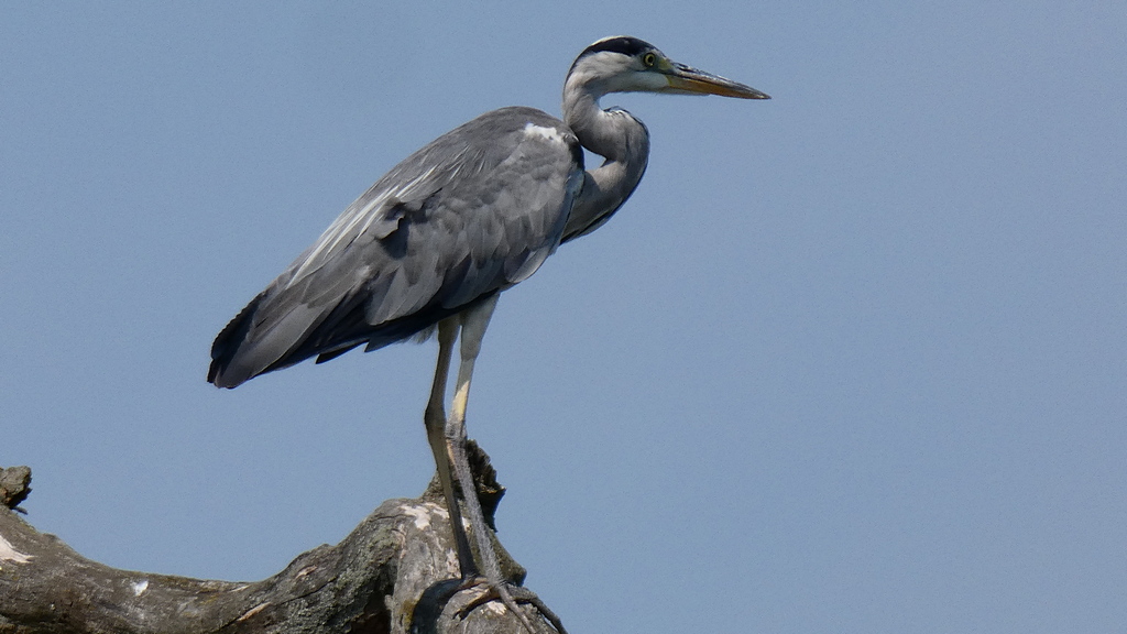 Volavka - Ardea cinerea (2)