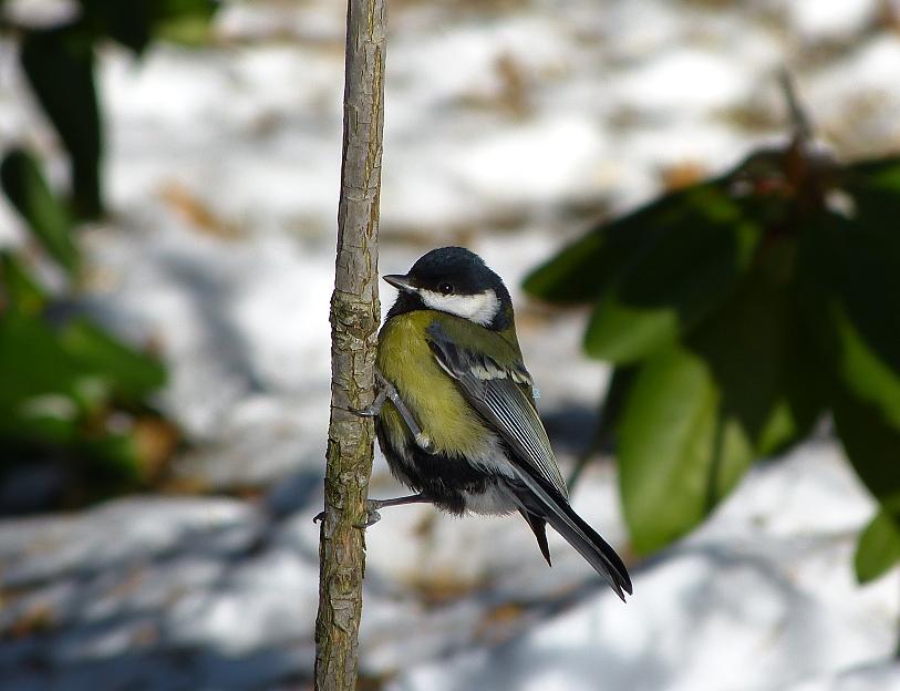 sýkorka-bielolica - Parus major