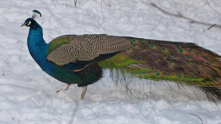 Páv ZOO Bojnice