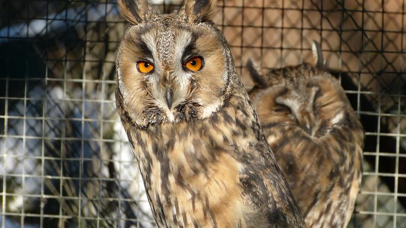 Myšiarky ušaté ZOO Bojnice