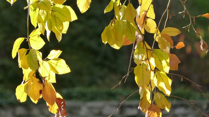 Jeseň (3)