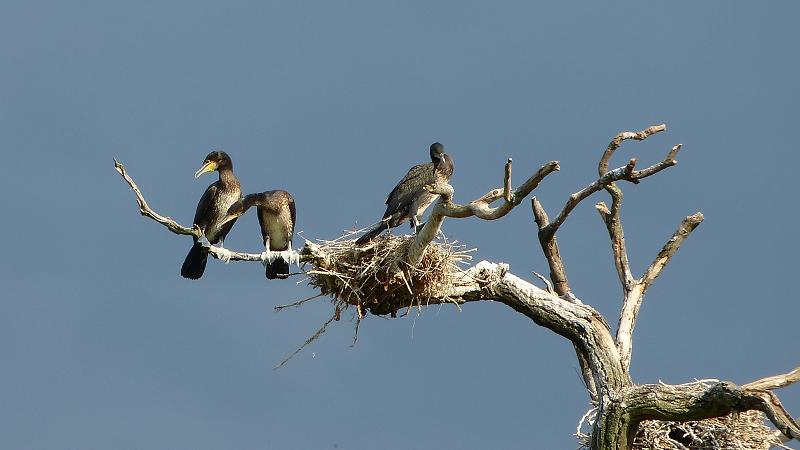 Kormorán veľký - Phalacrocorax carbo
