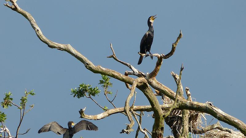 (774)Kormorán veľký - Phalacrocorax carbo (4)