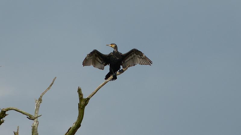 Kormorán veľký - Phalacrocorax carbo (6)
