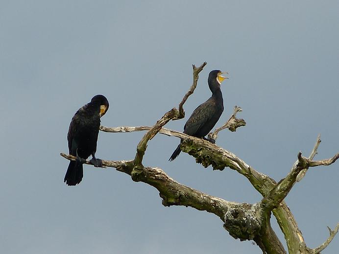 Kormorán veľký - Phalacrocorax carbo (7)