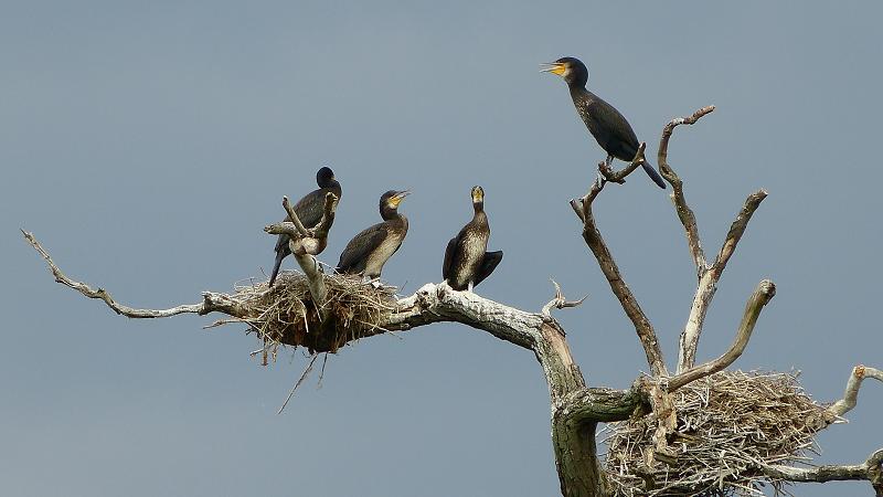 Kormorán veľký - Phalacrocorax carbo (8)