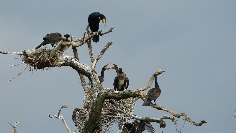 Kormorán veľký - Phalacrocorax carbo (12)