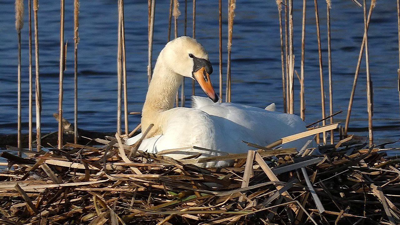 Labuť na hniezde