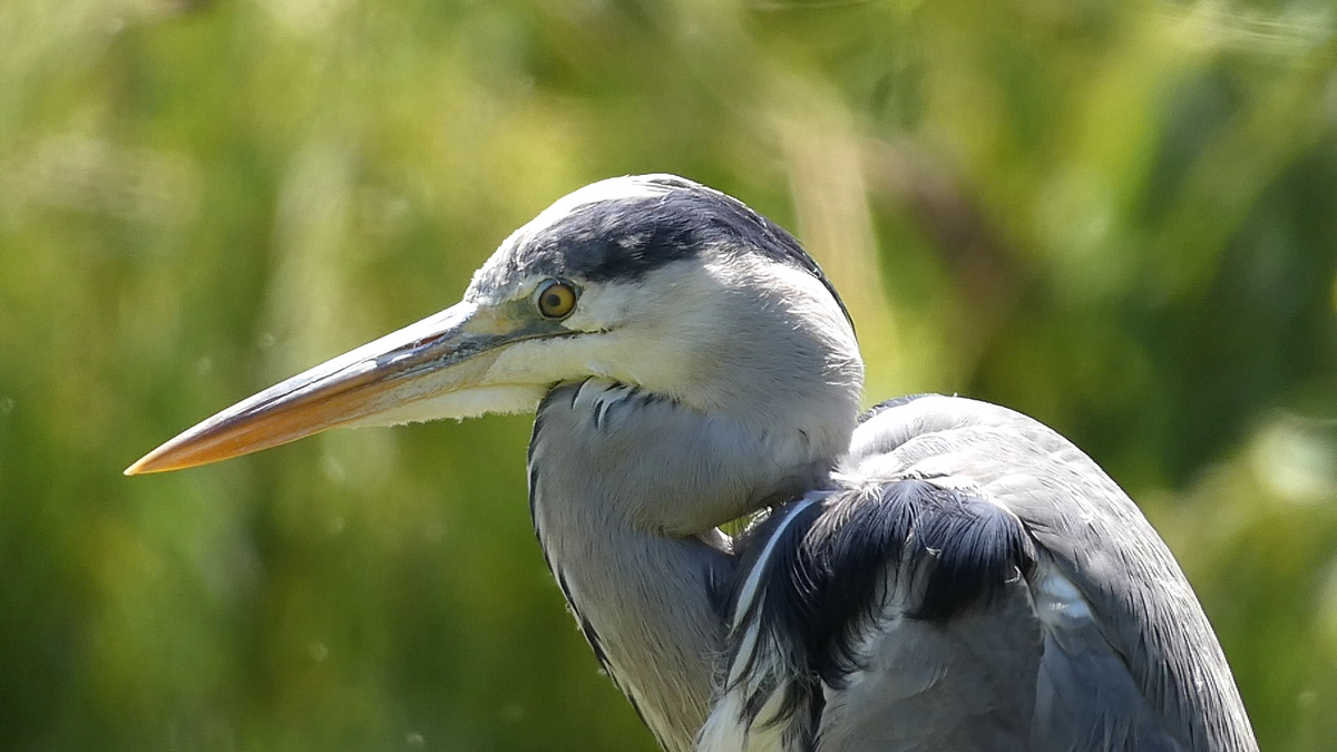 Volavka popolavá - Ardea cinerea (3)