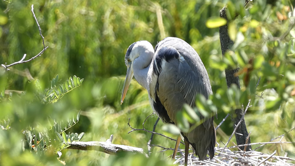 Volavka popolavá - Ardea cinerea (4)