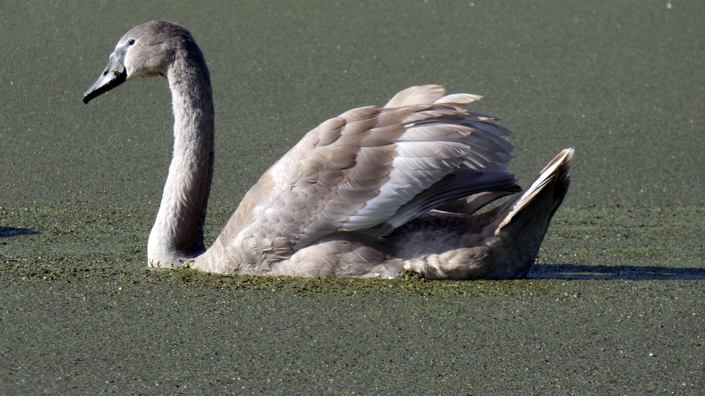 Labuť hrbozobá - Cygnus olor (1)