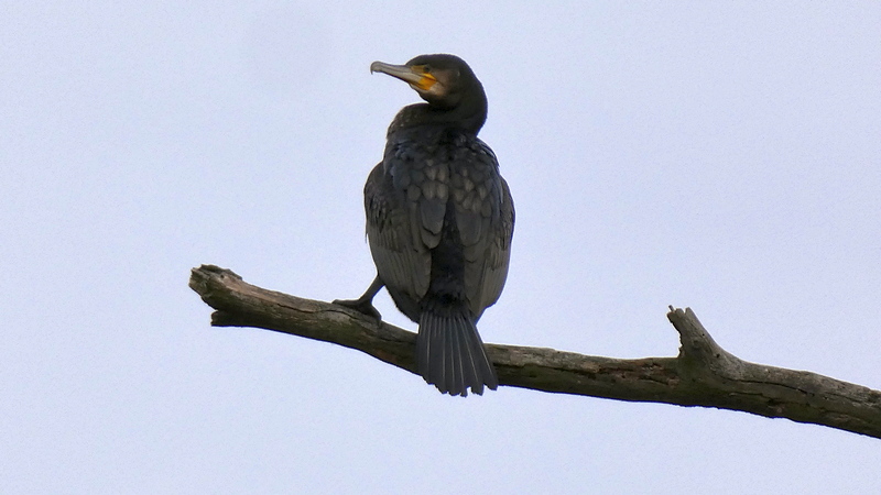Kormorán velký - Phalacrocorax carbo.