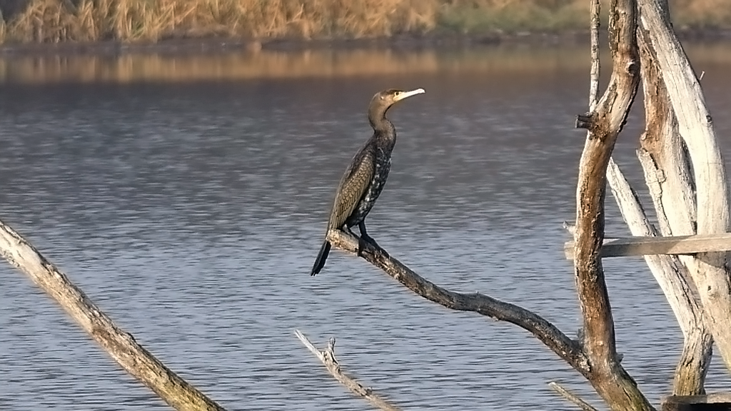 Kormorán veľký - Phalacrocorax carbo (3)