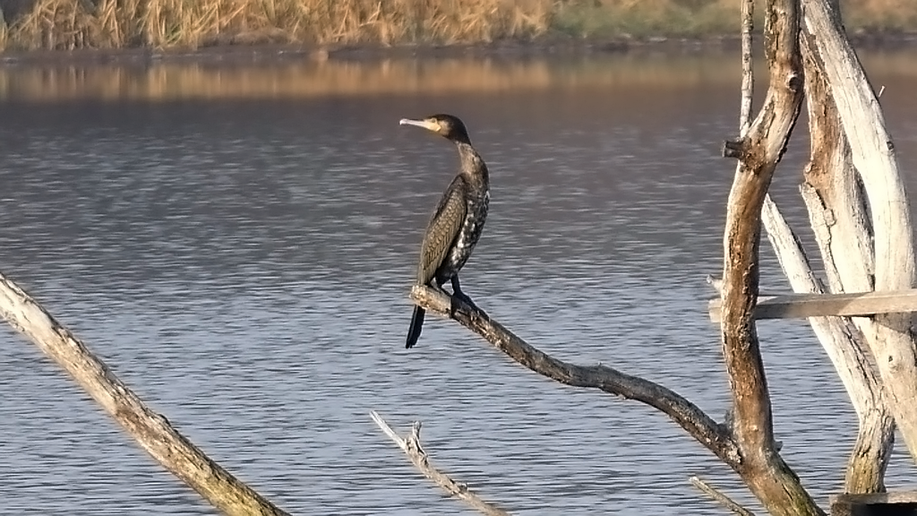 Kormorán veľký - Phalacrocorax carbo (4)