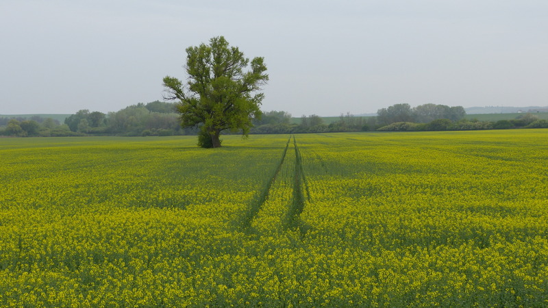 v poli