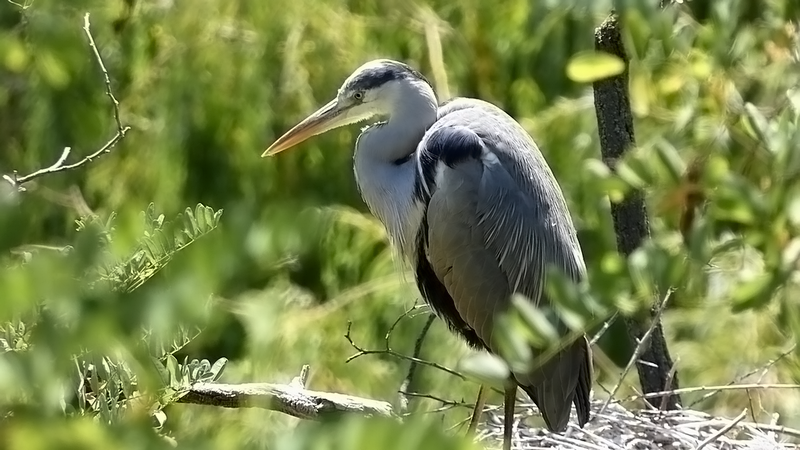 Volavka popolavá - Ardea cinerea (2)