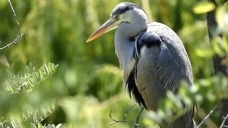 Volavka popolavá - Ardea cinerea (5)