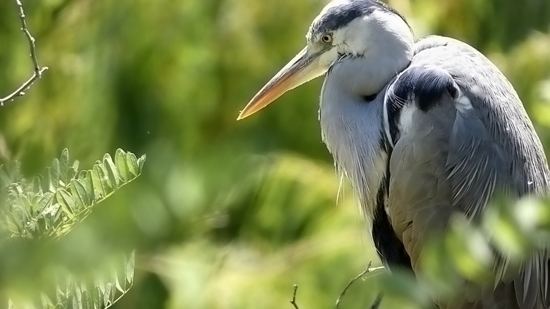 Volavka popolavá - Ardea cinerea (6)