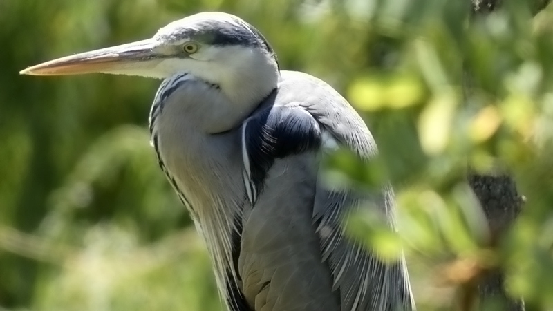 Volavka popolavá - Ardea cinerea